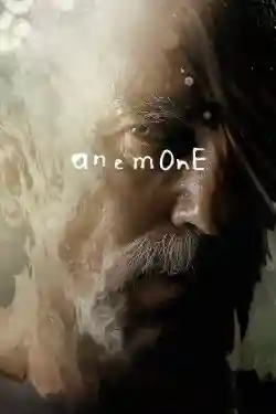 Hải Quỳ Nở Hoa Hải Quỳ Nở Hoa